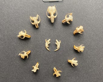 10 pequeños cráneos de animales, huesos, egagrópilas de búho, naturaleza, historia natural, aves