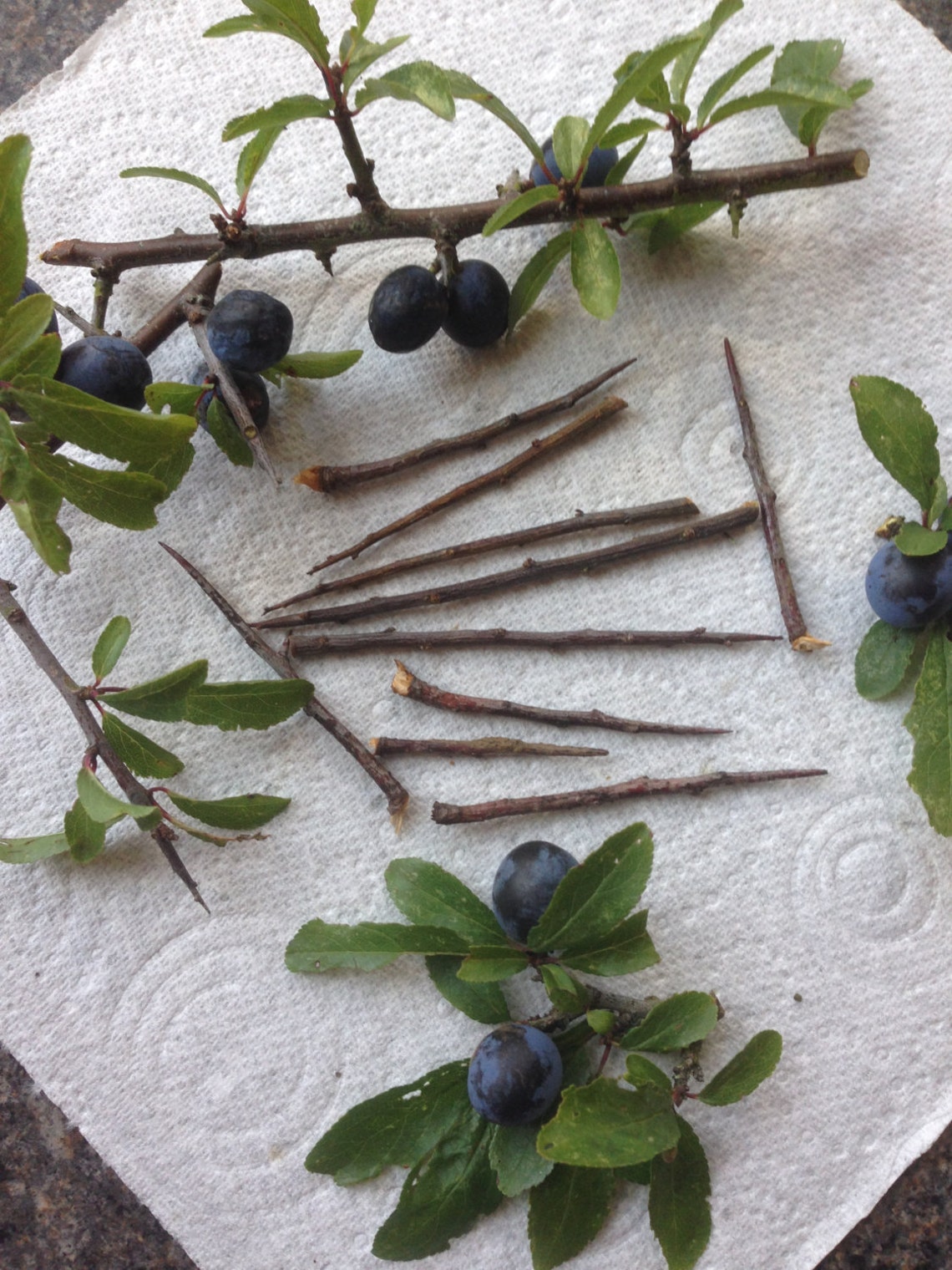 15 Blackthorn Thorns For Protection And Spells Etsy UK 15-blackthorn-thorns-for-protection-and-spells-etsy-uk