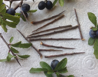 15 Blackthorn Thorns for Protection and Spells