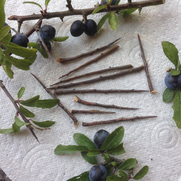 15 Blackthorn Thorns for Protection and Spells