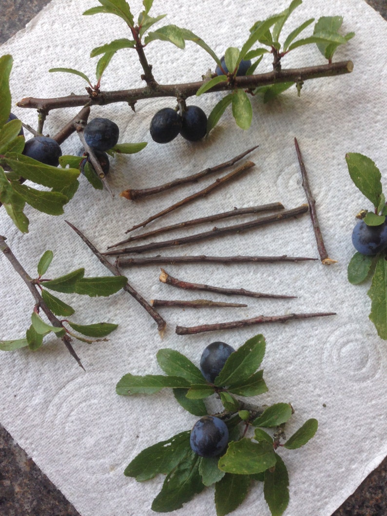 15 Blackthorn Thorns for Protection and Spells image 1