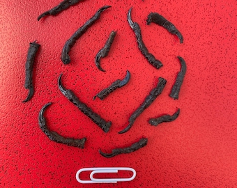 Twelve bird claws talons feet bones