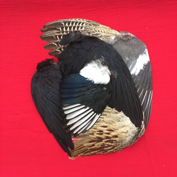 Six Anglais Sauvage Oiseau Ailes Y Compris Les Ailes De Corbeau Et Corvidés Conserves Et Séchés Et Prêts à Lemploi