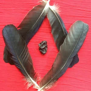 A Preserved Crow Heart and Feathers image 1