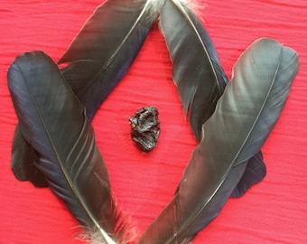 A Preserved Crow Heart and Feathers