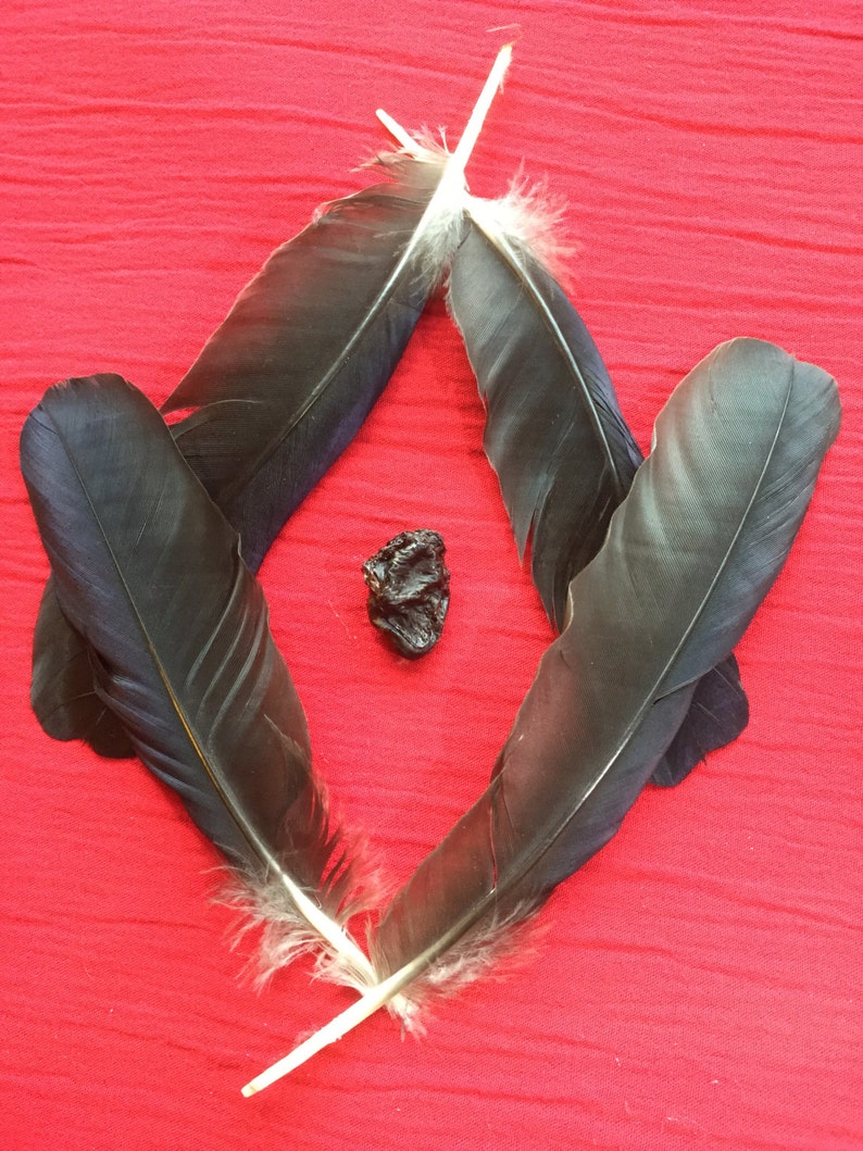 A Preserved Crow Heart and Feathers image 1