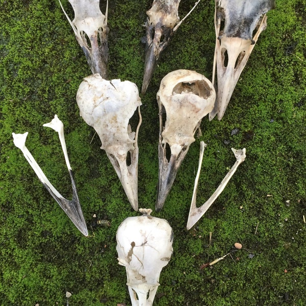 A single  English Carrion Crow skull (second grade).