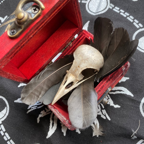 Real Crow Skull in Wooden Chest with Feathers
