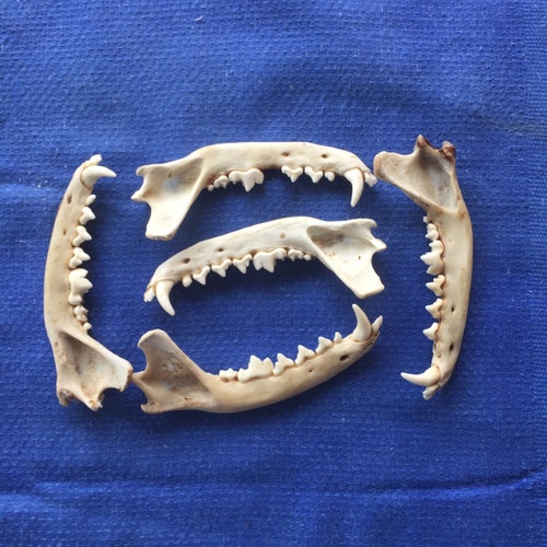 A Single English Red Fox Jaw Bone Ideal for Crafting. - Etsy Finland A Single English Red Fox Jaw Bone Ideal for Crafting. - Etsy Finland