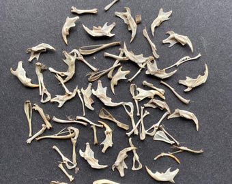 50 small animal bones from owl pellets for crafting