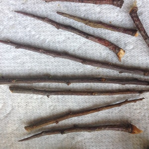 15 Blackthorn Thorns for Protection and Spells image 3