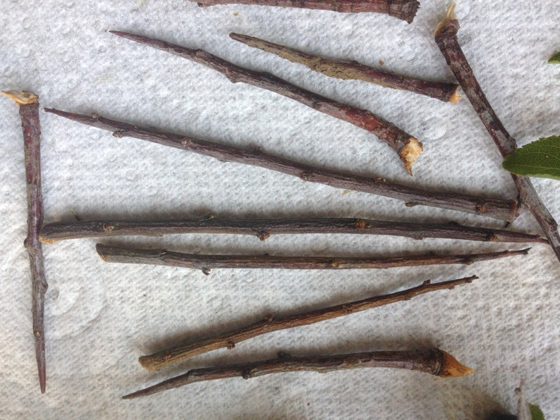 15 Blackthorn Thorns for Protection and Spells image 3