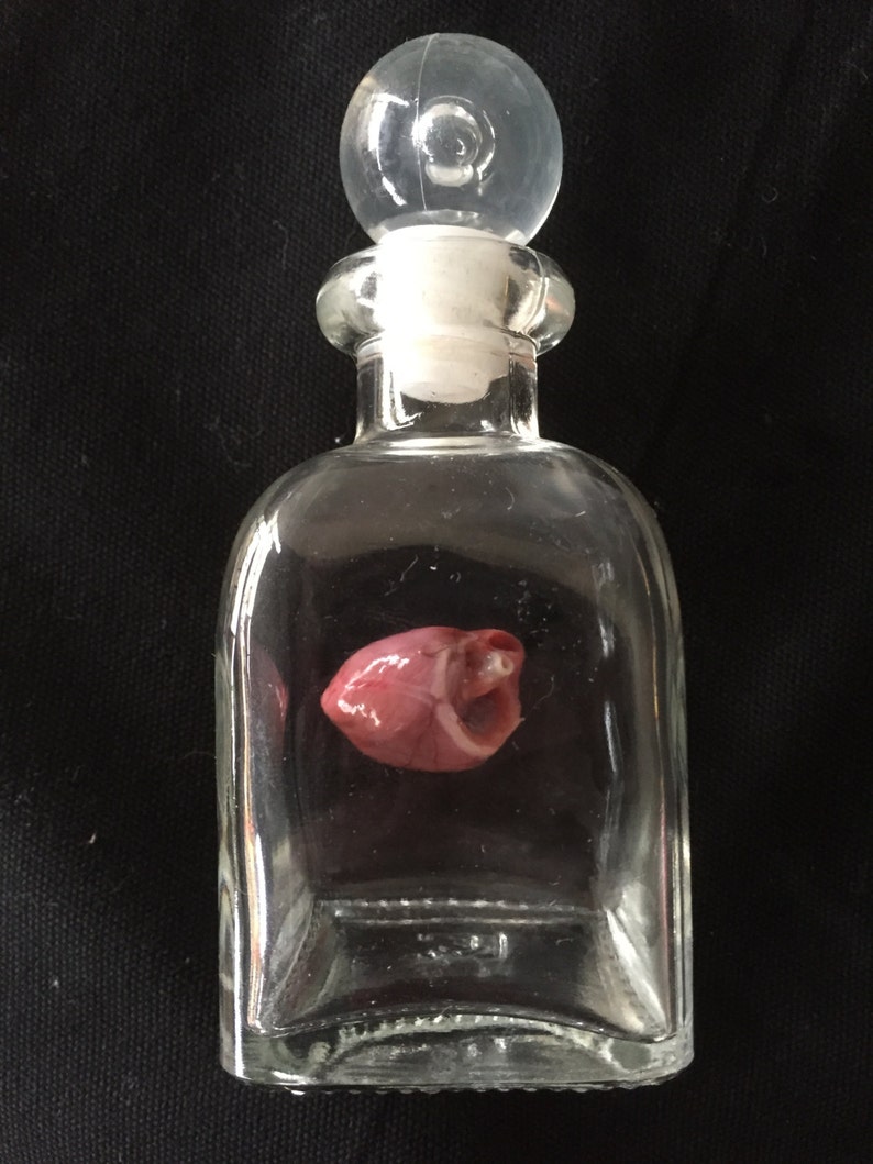 A Wet Specimen Carrion Crow Heart Preserved in Formalin. Etsy UK