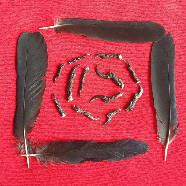 Twelve English Crow Claws or Talons With Feathers Etsy UK