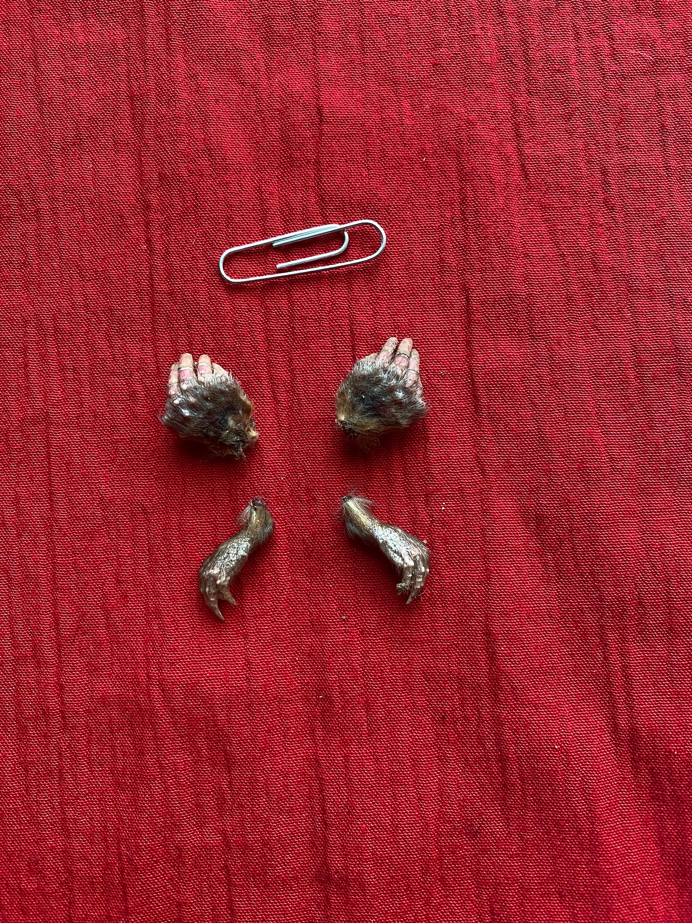 Mole feet spirit animal bones paws witchcraft spiritualism superstition