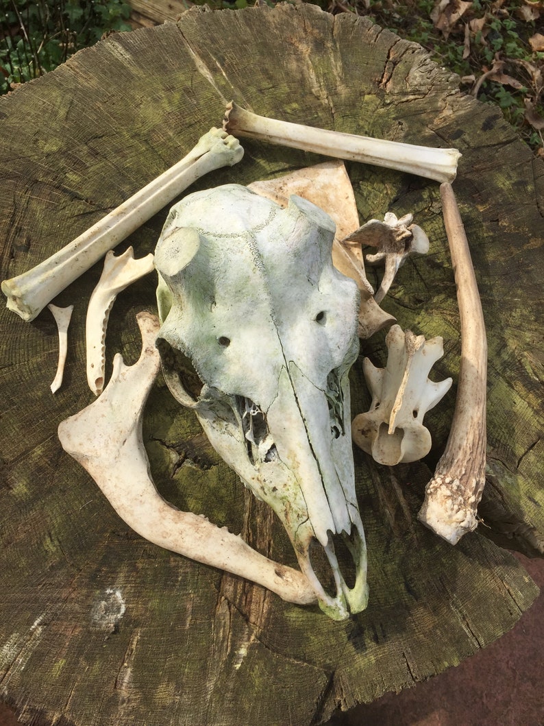 Wild animal bones collection for crafts or display Art materials. Bones & Skulls Home & Living Wild animal bones collection for crafts or display Art materials. Bones & Skulls Home & Living