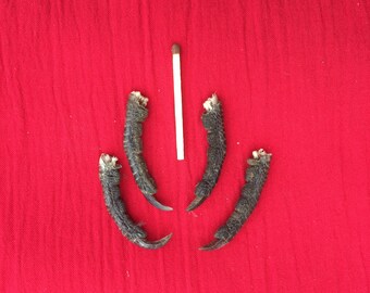 Puede incluir: Cuatro garras de ave de color marrón oscuro dispuestas en un patrón simétrico sobre un fondo de tela roja. Una cerilla blanca se coloca verticalmente en el centro de la disposición.