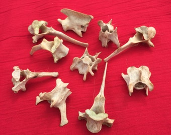 An interesting collection of ten wild English deer and fox vertebrae bones