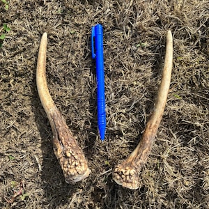 May include: Two natural, light brown deer antlers with textured, knobby bases positioned symmetrically. A bright blue plastic ballpoint pen is placed vertically between the two antlers to provide a sense of scale for the objects.