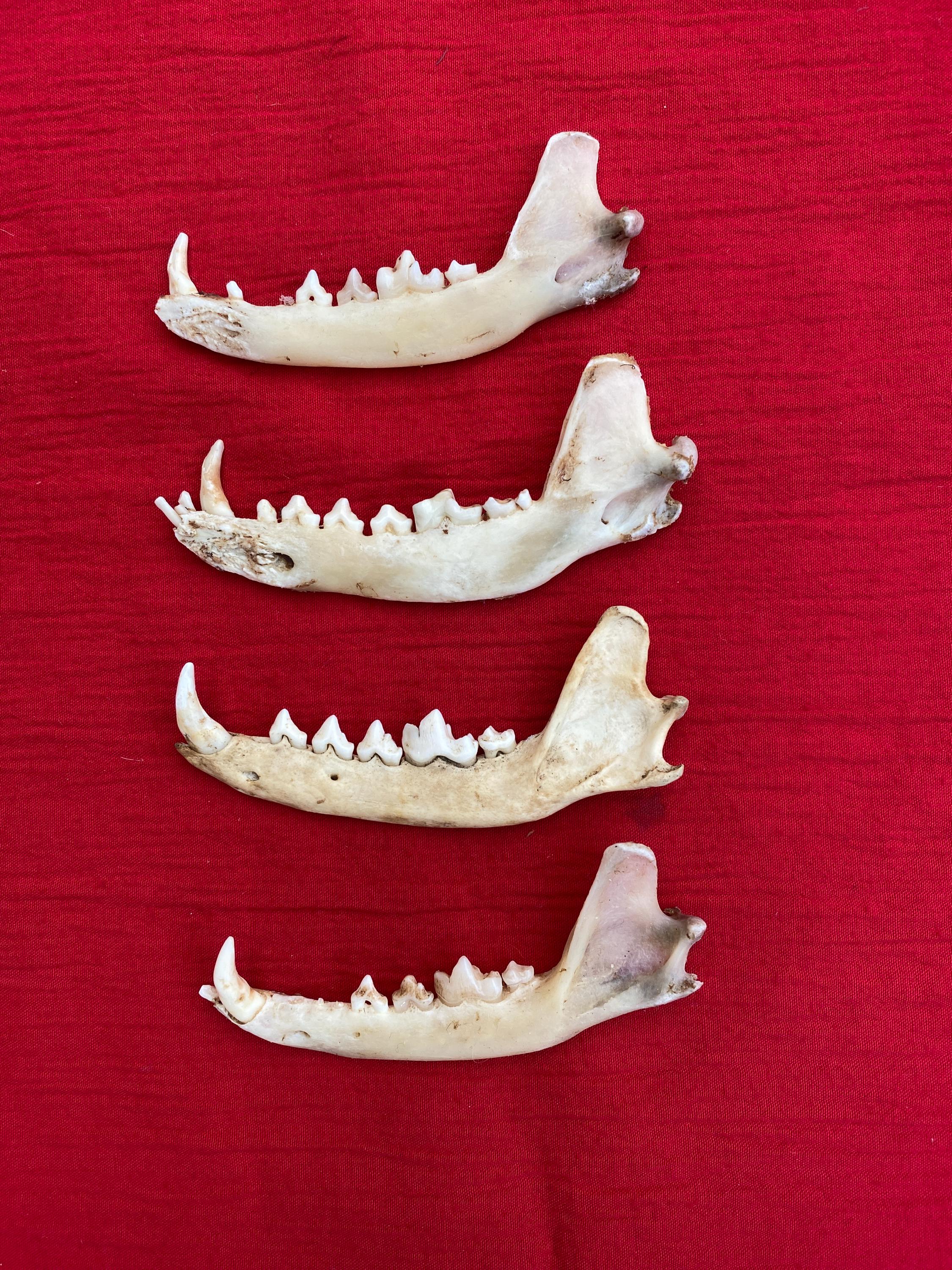 Four English Red Fox Jaw Bones Ideal for Crafting. - Etsy