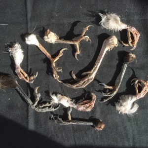 May include: Close-up of several bird feet with claws. The feet are brown and grey with some red colouring. The feet are arranged on a dark grey surface.