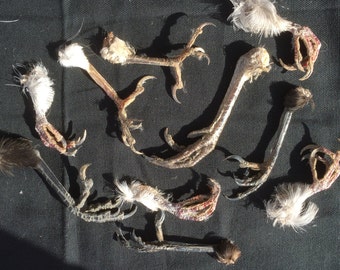 Ten assorted wild birds feet claws for projects or collections