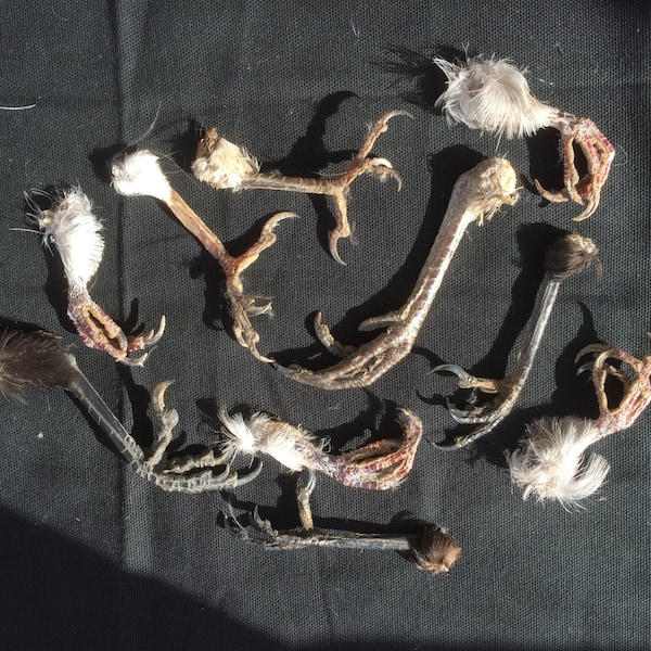 Dieci zampe e artigli di uccelli selvatici assortiti, ideali per progetti o collezioni.