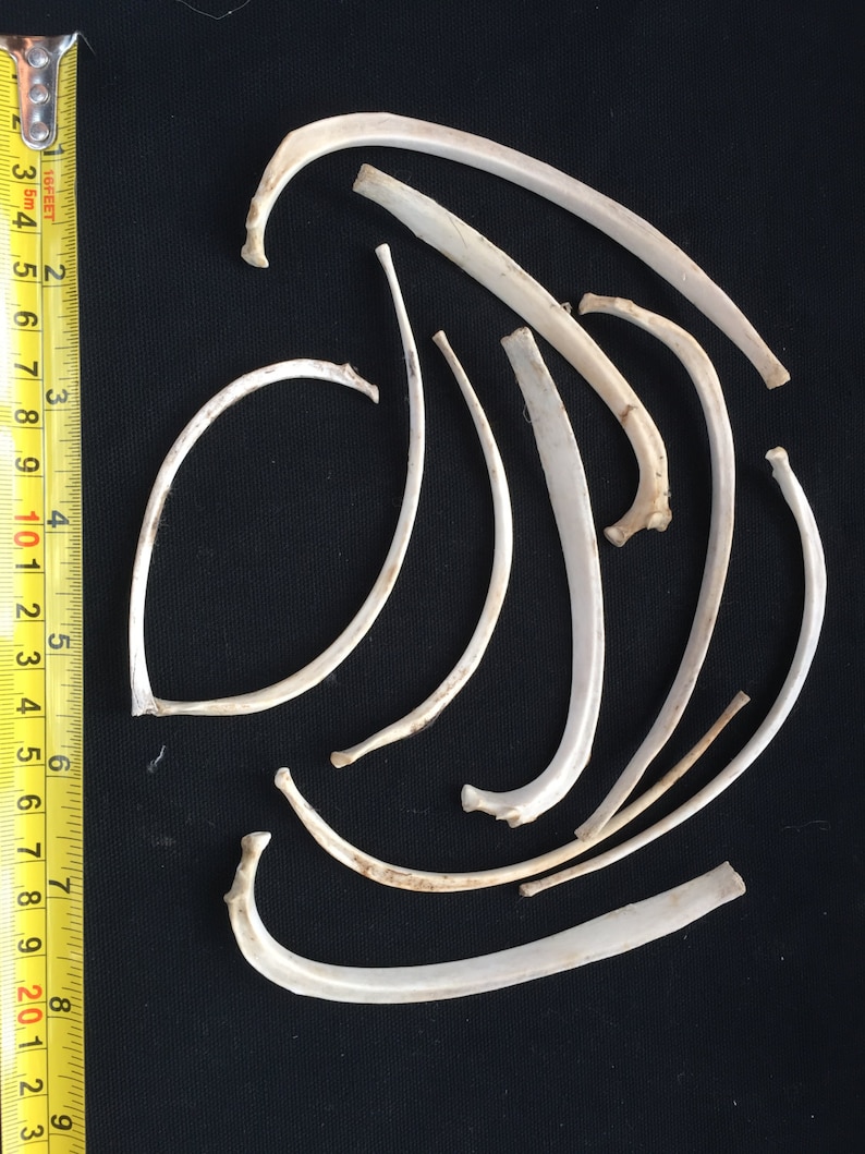 Ten Curved Rib Bones From English Fox and Deer - Etsy Canada