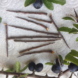 15 Blackthorn Thorns for Protection and Spells image 2