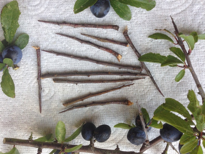 15 Blackthorn Thorns for Protection and Spells image 2