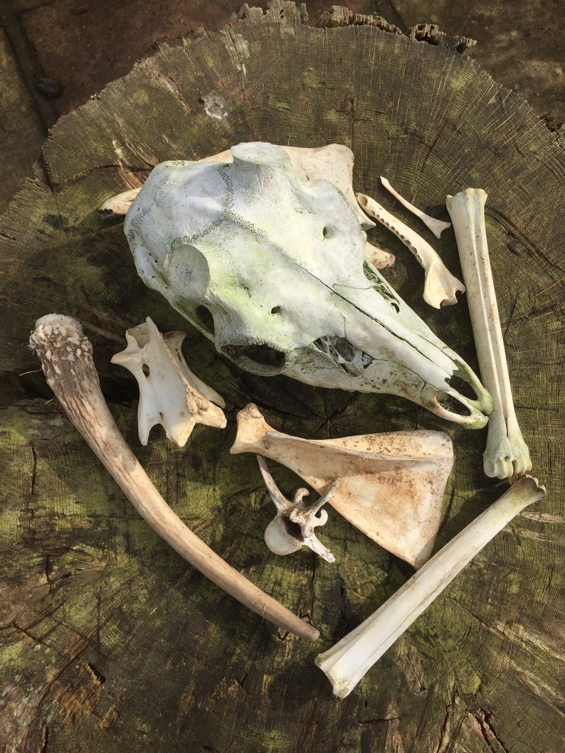Wild animal bones collection for crafts or display Art materials. Bones & Skulls Home & Living Wild animal bones collection for crafts or display Art materials. Bones & Skulls Home & Living