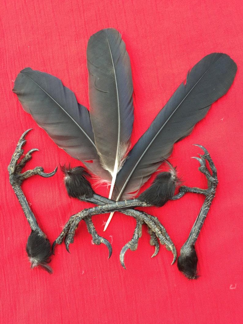 Four English Carrion Crow Feet and a few Crow Feathers 