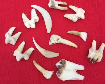 An interesting collection of 12 English wild deer and fox teeth.