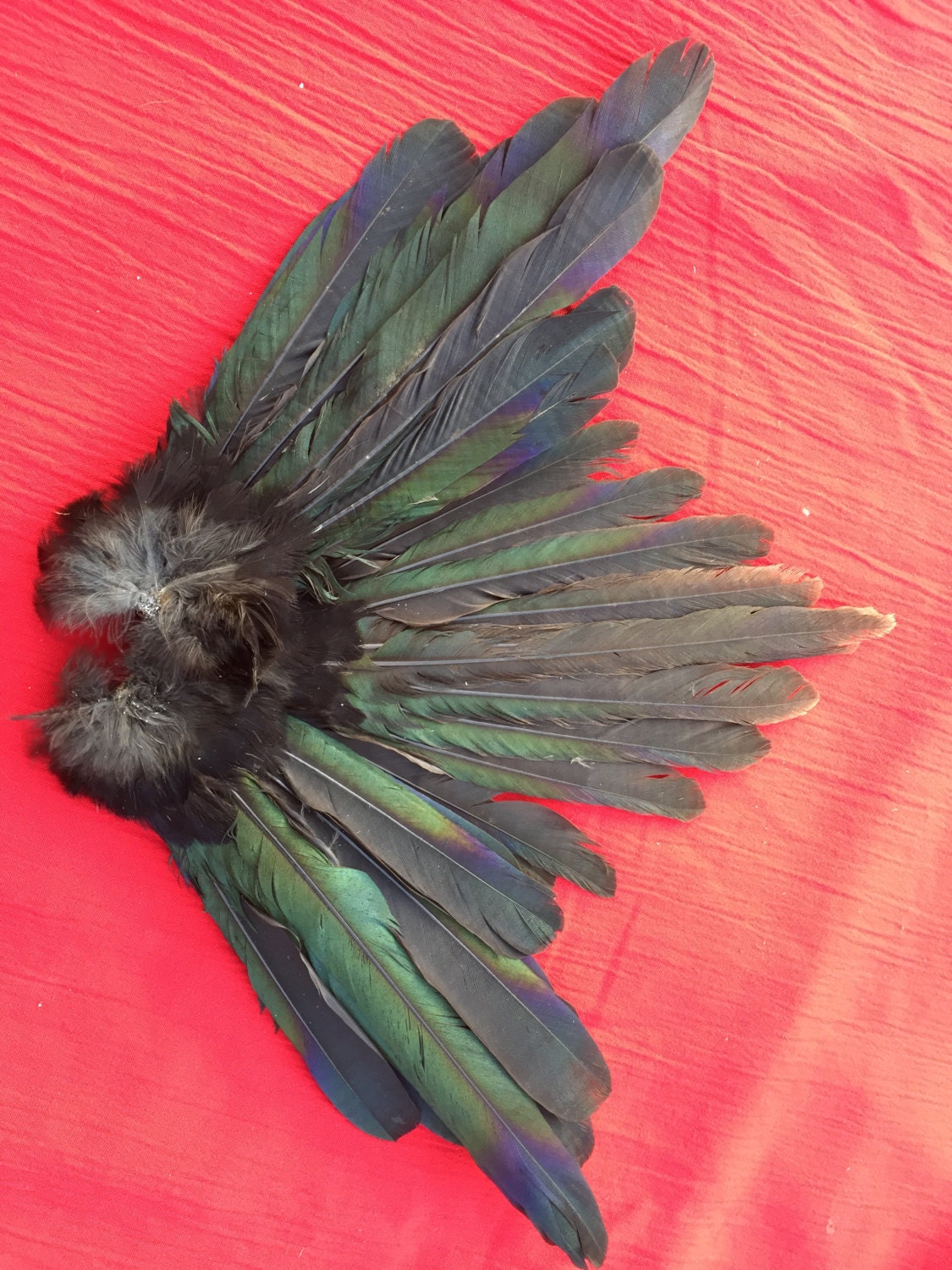 A Striking Fan of English Magpie Tail Feathers