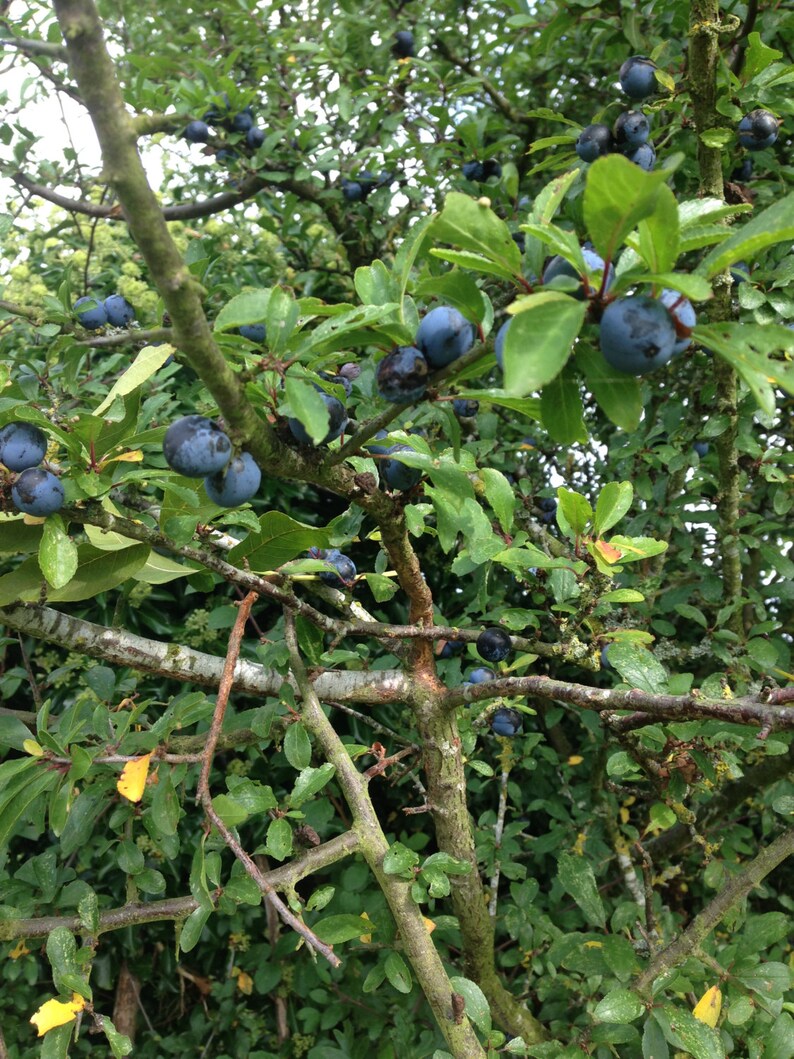 download sloe bush no thorns download sloe bush no thorns