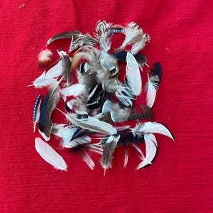 40 + Assorted Bird Feathers for Crafting