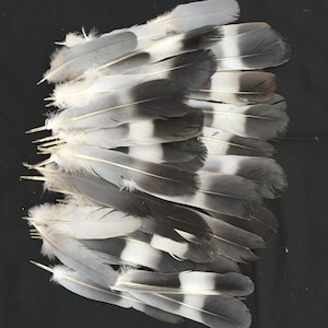 40 Wild English Wood Pigeon Tail and Wing Feathers for Craft Work