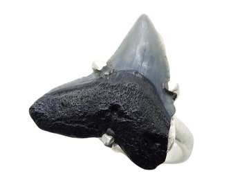 Sterling Silver Bull Shark Tooth Ring: Fossil Jewelry