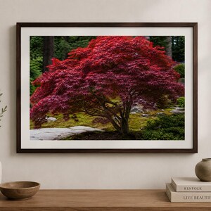May include: A framed wall art print featuring a vibrant red Japanese maple tree in a garden setting. The photograph shows the tree with deep crimson leaves, dark branches, and a mossy ground, enclosed in a dark brown frame with a white mat border.