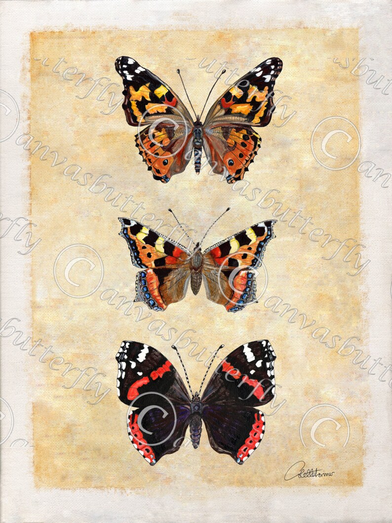 Butterfly Painting Butterfly Picture Butterfly Wall Art | Etsy