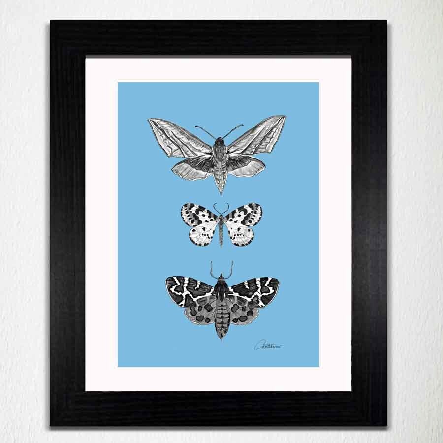 Moth Print A 4 Moths Download Instant Moth Print Moth Picture | Etsy UK