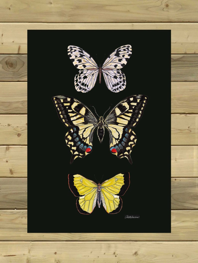 Butterfly Wall Art Butterfly Picture Butterfly Room Decor | Etsy