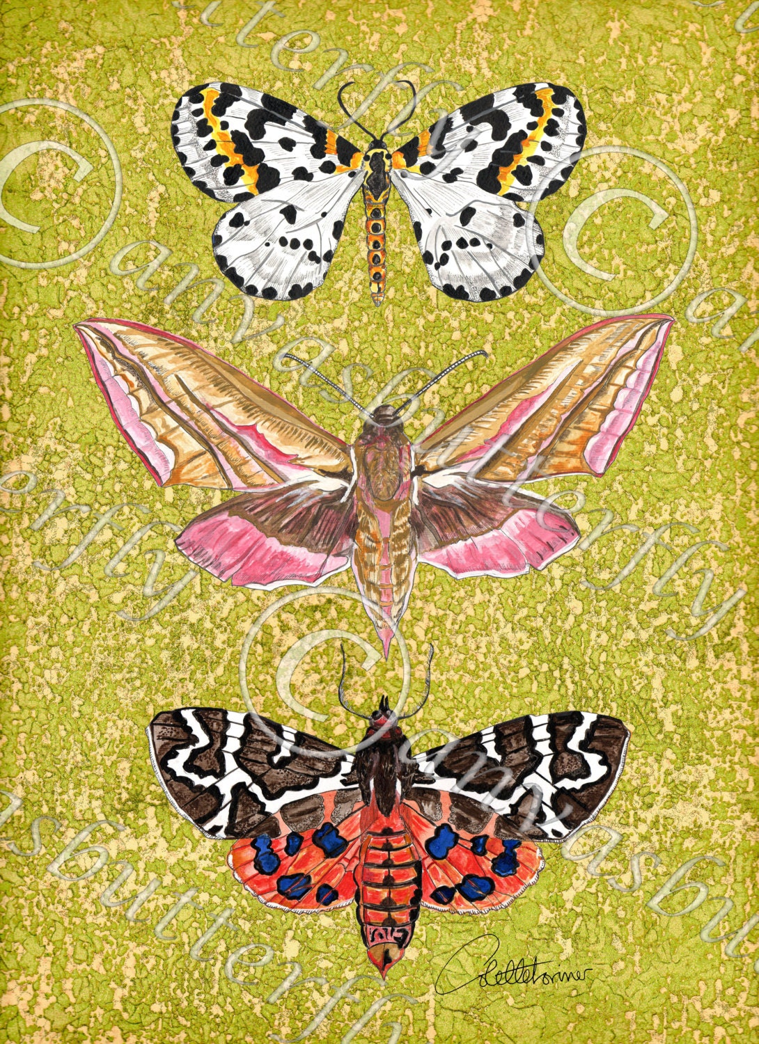 Moth Wall Art Moth Wall Decor Moth Painting Butterfly Art Moth Etsy UK