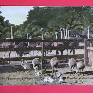 Vintage anni 1930 mano colorata cartolina, nido di struzzo, Cawston Ostrich Farm, così Pasadena, CA, bella cartolina da collezione