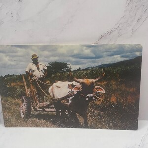 May include: Vintage postcard depicting a man guiding a cart pulled by two oxen through a field. The oxen are light brown and white, with large horns. The man wears a hat and light-colored clothing. The background shows a cloudy sky and green vegetation.