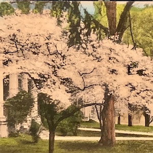 Vintage handkolorierte Postkarte, der blühende Hartriegel, Washington und Lee Universität, Lexington, Virginia Alberttype