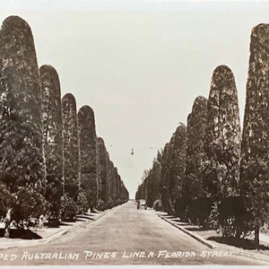 Vintage echte Foto-Postkarte, abgeschnitten australische Kiefern Linie A Florida Street