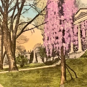HC68G, vintage handgekleurde ansichtkaart, de blauweregen in bloei, Washington And Lee University, Lexington, Virginia, Alberttype