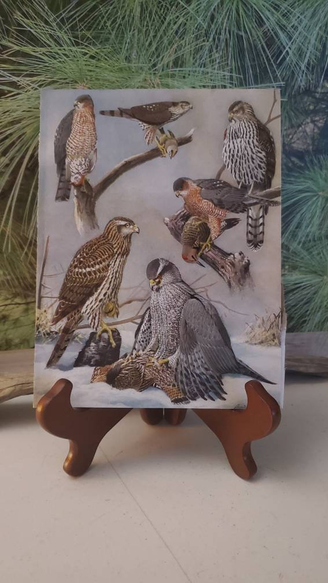 Sharp Shinned Hawk, Goshawk, &amp; Cooper's Hawk Antique Bookplate 39 ...