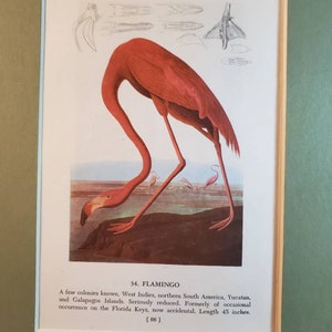 1950&#39;s John James Audubon Flamingo/Roseate Spoonbill Color Book Plate (Mat Not Included) Double Sided Print #1575